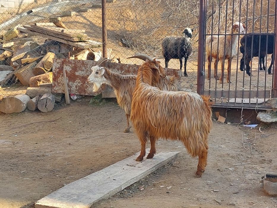 Бойдақ ешкілер сатылады