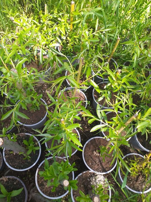 Vand sălcii pletoase la ghiveci și  arbori de mătase