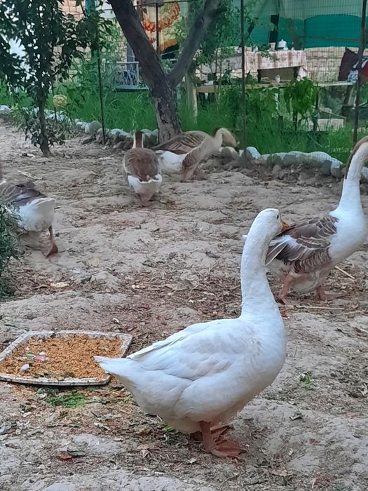 G'ozlar sotiladi