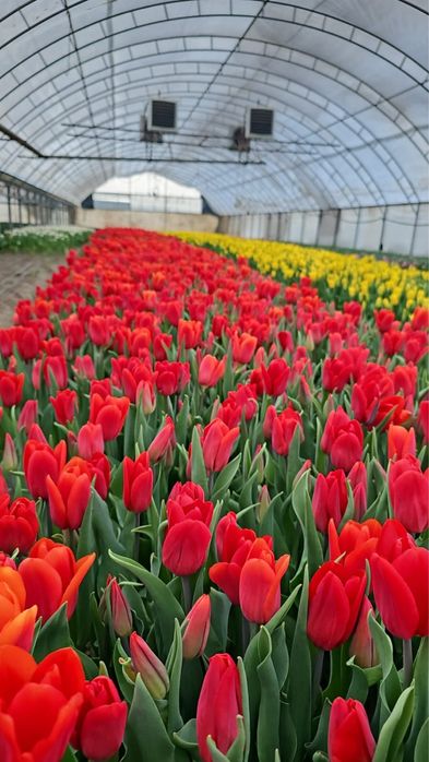 Тюльпаны оптом