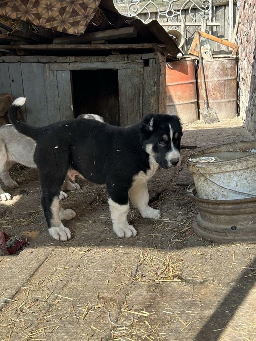 Продам щенков !Кушык сатылады!