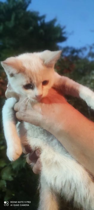 Котята бесплатно