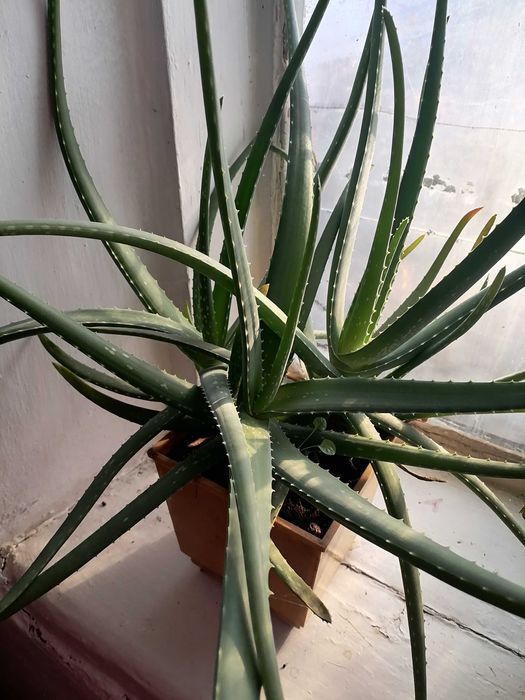Продам алоэ вера .