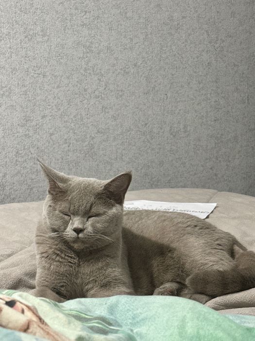 Кот британец. 1 год