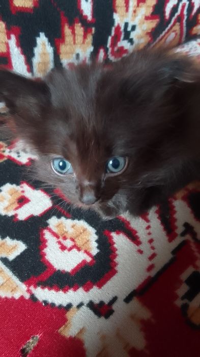Отдам котят в добрые руки