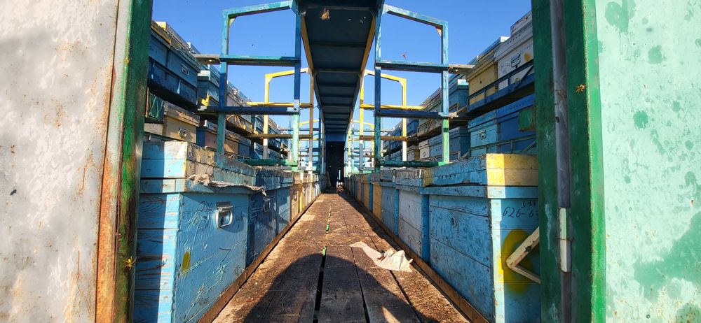 Пчёлы, пчелопакет