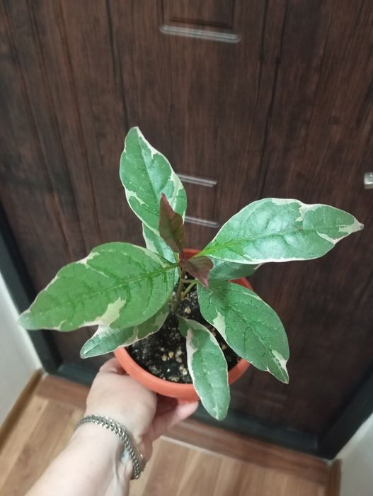 Комнатные растения продам