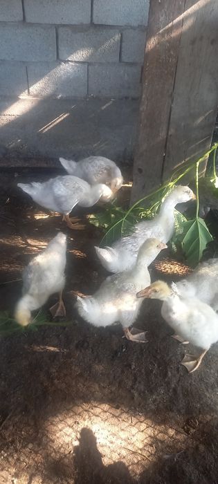 Продам Гусята Утята Тараз