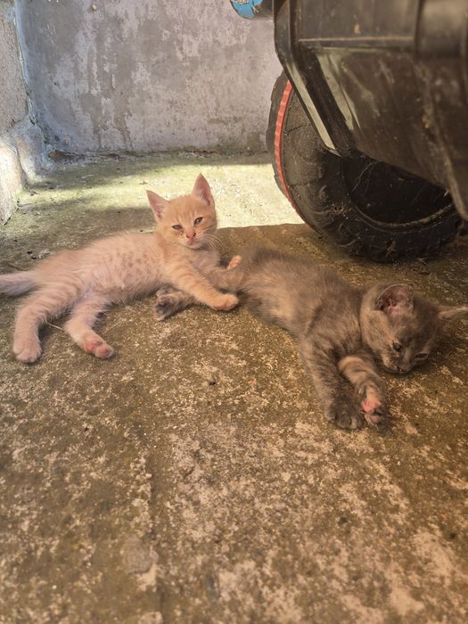 Подаряват се котенца