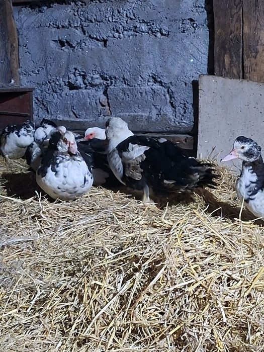 Продам индоуток.