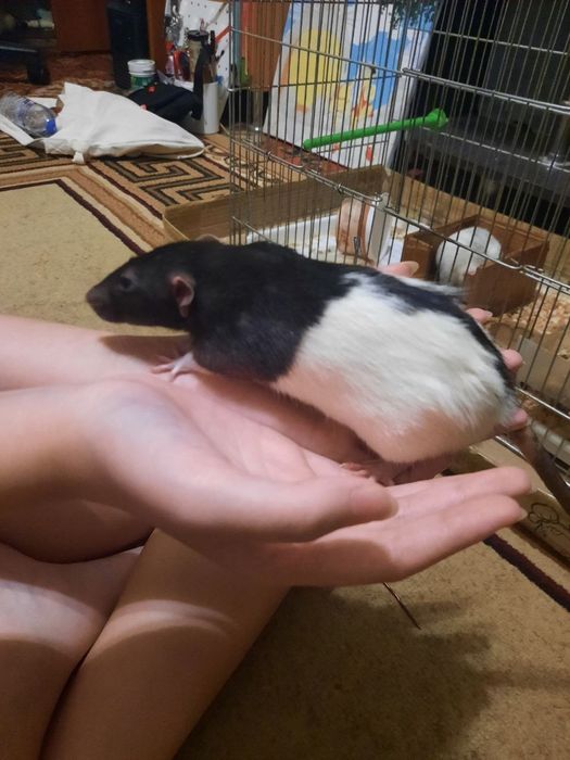 Продам декоративных крыс