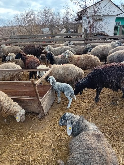 Vând oi   cu miei,  cârlan,berbeci!