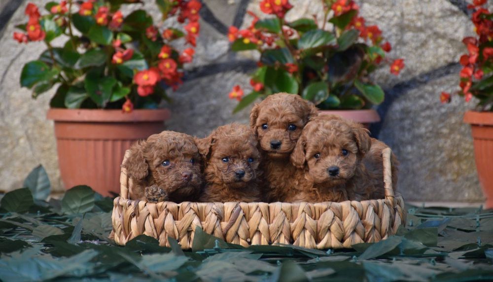 Той пудел (Toy poodle) Пудел Той (Poodle Toy)