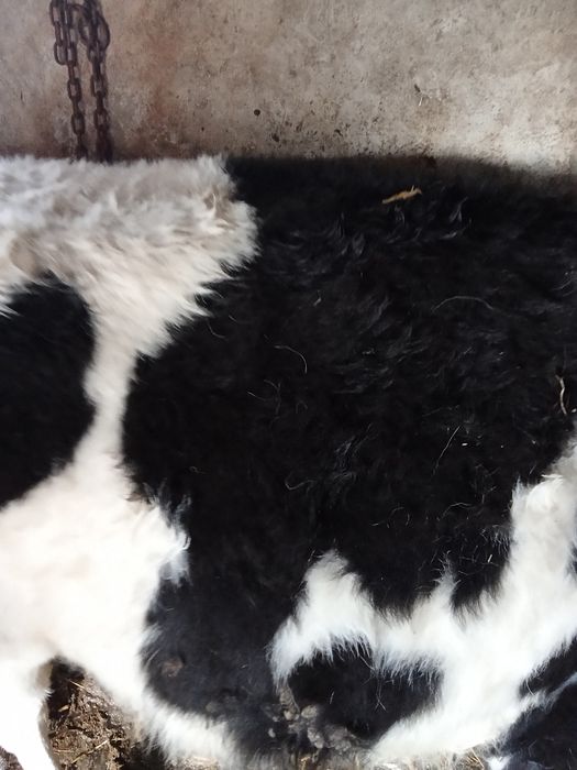 Taur și vițea de vânzare