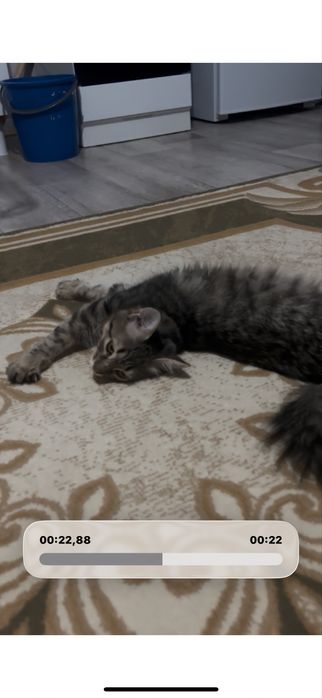 Две кошки: одна девочка, другая мальчик.