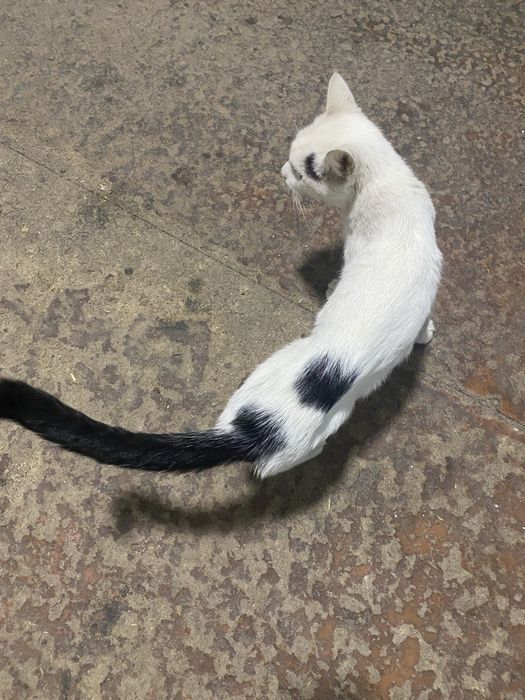 Мушук бепул хадяга