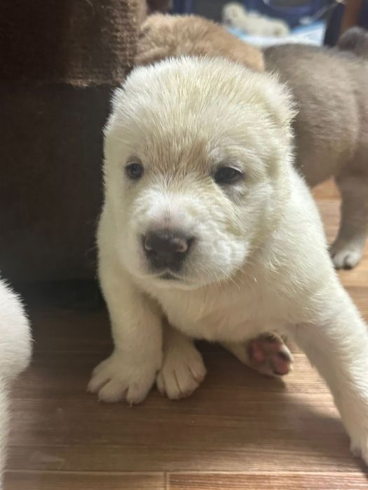 Щенки алабай с документами