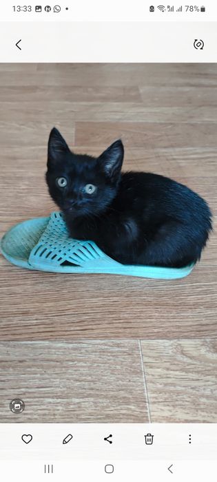 Отдам котёночка девочку в добрые руки