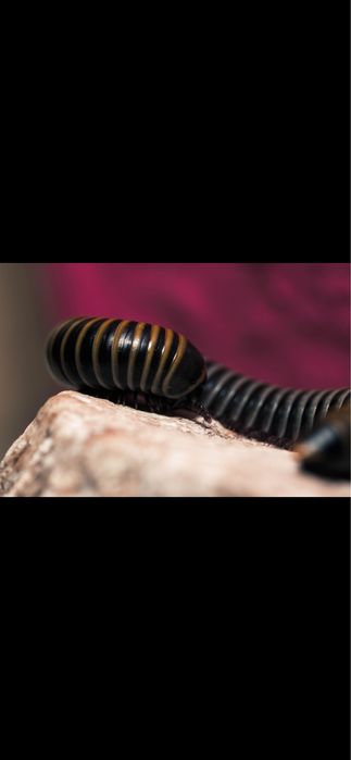 Кивсяк- многоножка