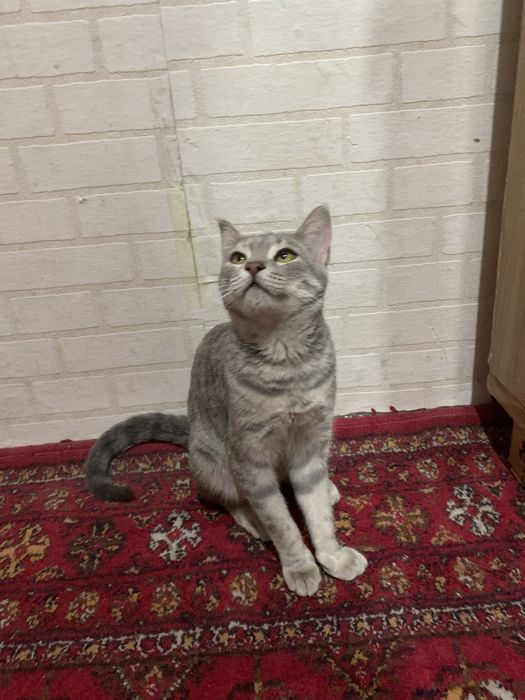 Britanskiy mushuk sotiladi