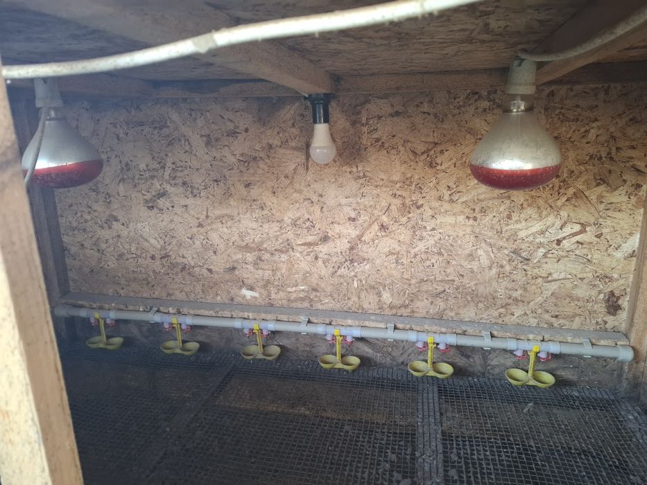 Брудер для цыплят