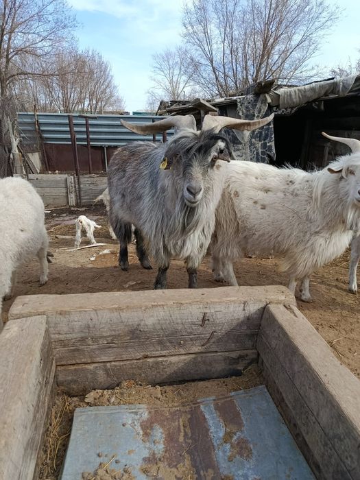 Продам козы молочные