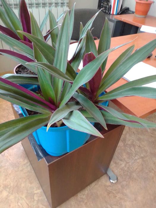 Цветы для офиса и дома со Скидкой!