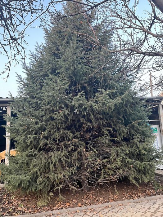 Ёлка натуральная