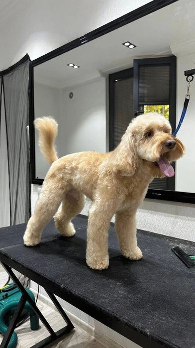 Стрижка и купание ваших питомцев в салоне