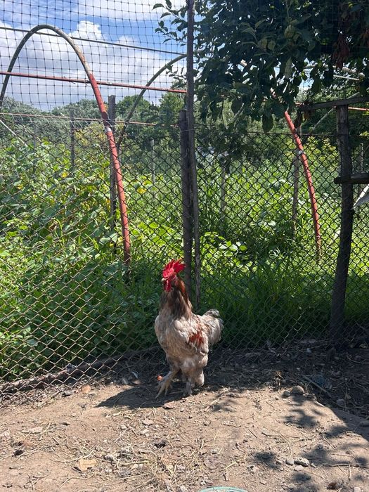 Vând cocoș rasă mixtă