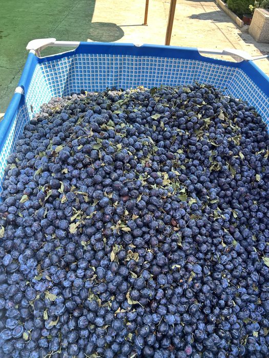 Prune de tuica sau palinc