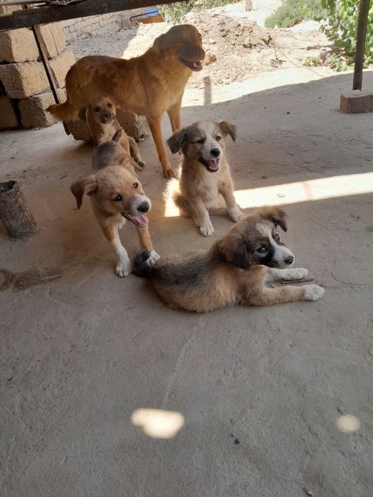 Красивые кутята , очень симпатичные