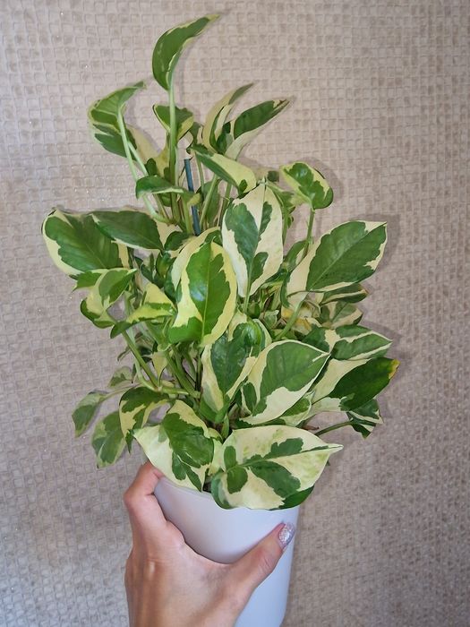 Комнатные цветы (адаптированные)