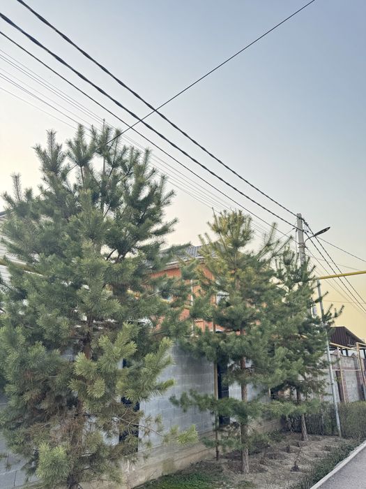 Елка сосна, ёлка сосна