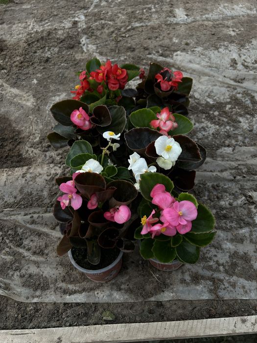 Flori de gradina: begonie, creiță, gura leului, verbena etc