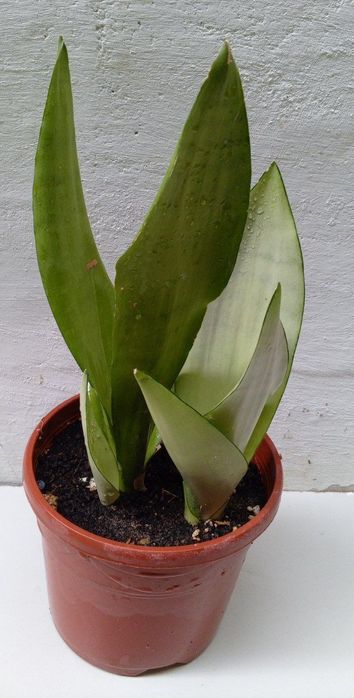 Сансевиерия Муншайн. Экзотическое растение для дома и офиса.