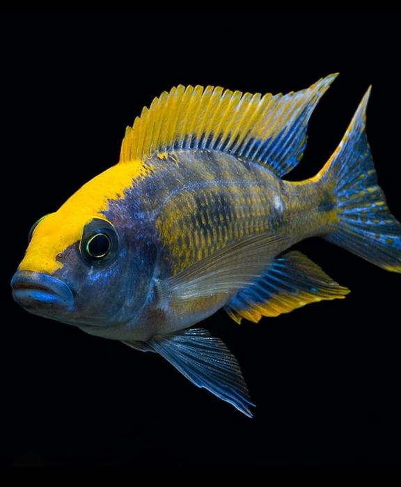 Аулонокара майланда