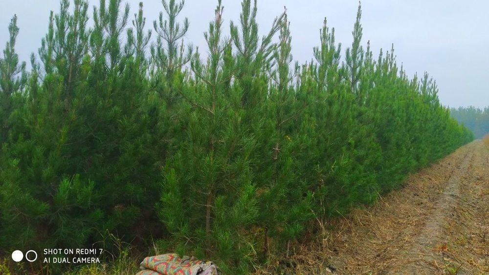 Сасна ва бошка арчалар  кучатлари бор.