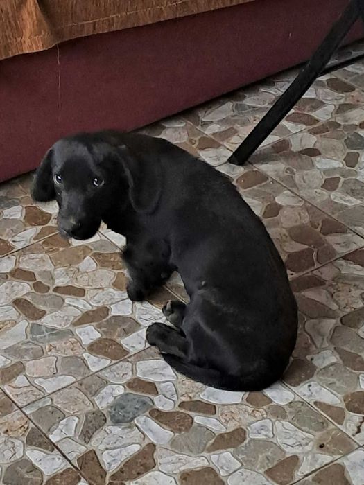 Mascul Techel  de 3 luni