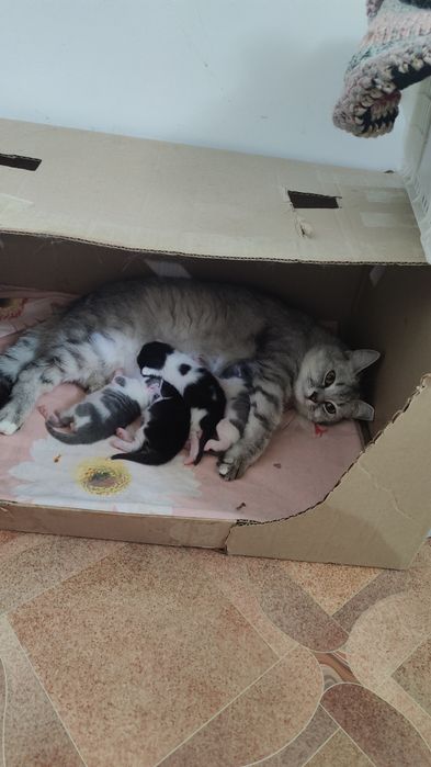 Котята в хорошие руки !