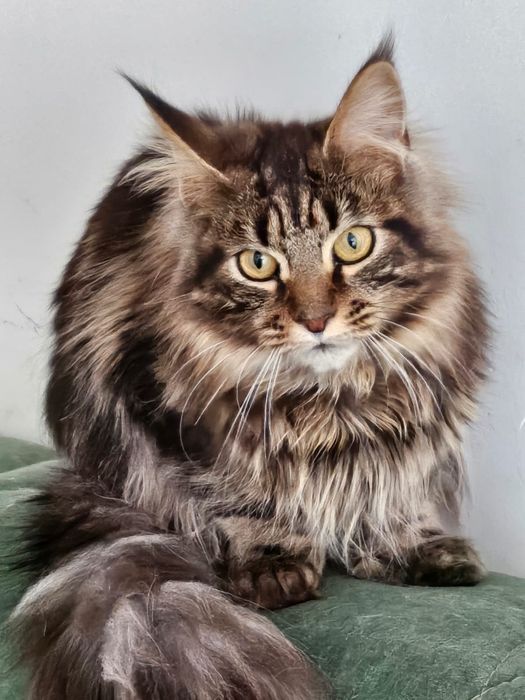 Мейнкуны полидакты и классика