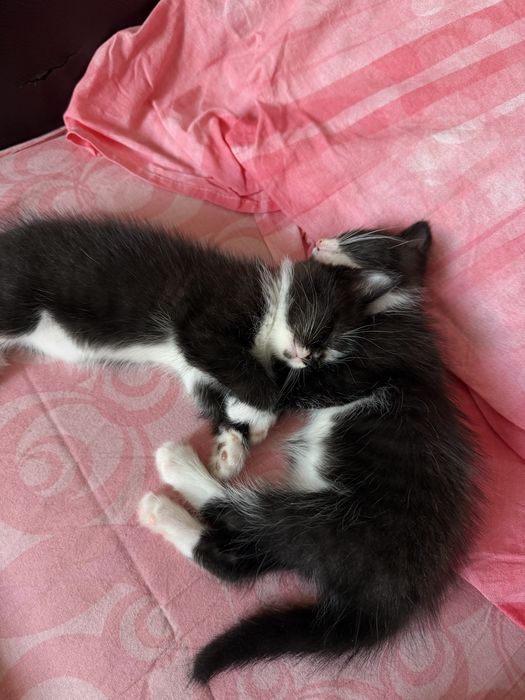 Отдам котят в добрые руки