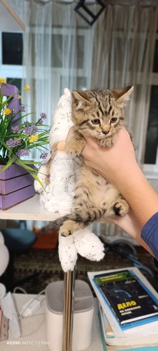 Барсик ищет добрых ручек. 2 месяца. Мальчик. Юнусабад