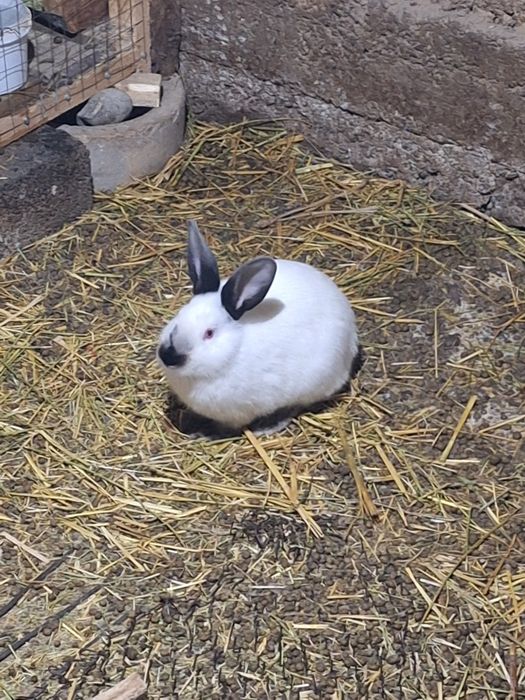 Калифорния 3 месячные