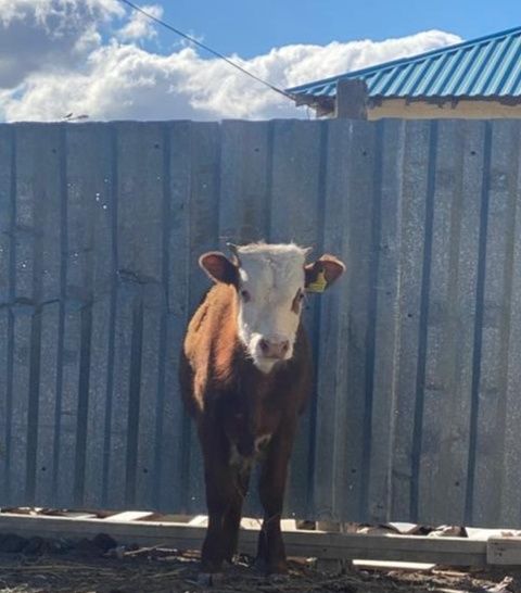 Акбас буқа сатылады