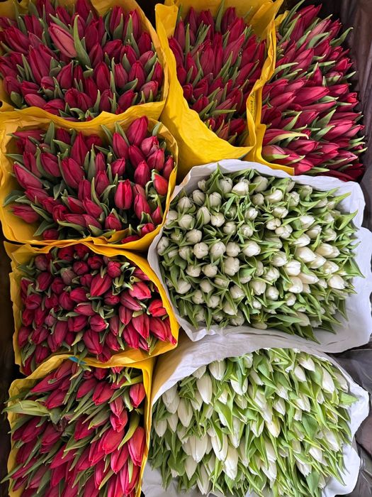 Тюльпаны голландские