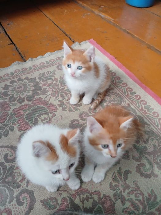 Отдам котят бесплатно