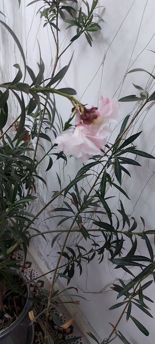 Домашние   цветы