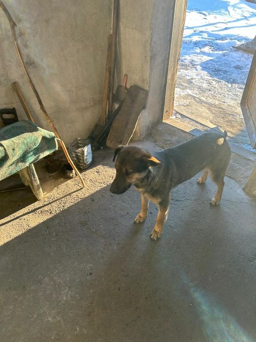 нашлась собака в уражайном