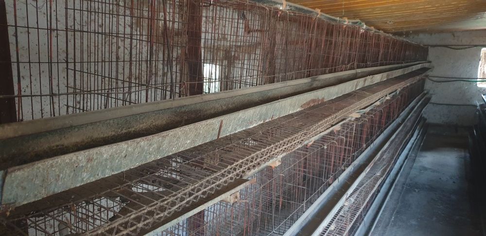 Tovuq setska sotiladi xitoyniki